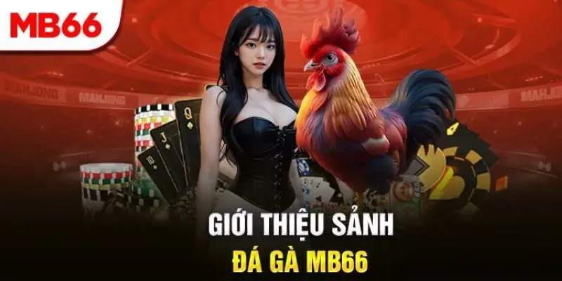 Giới thiệu về đá gà MB66